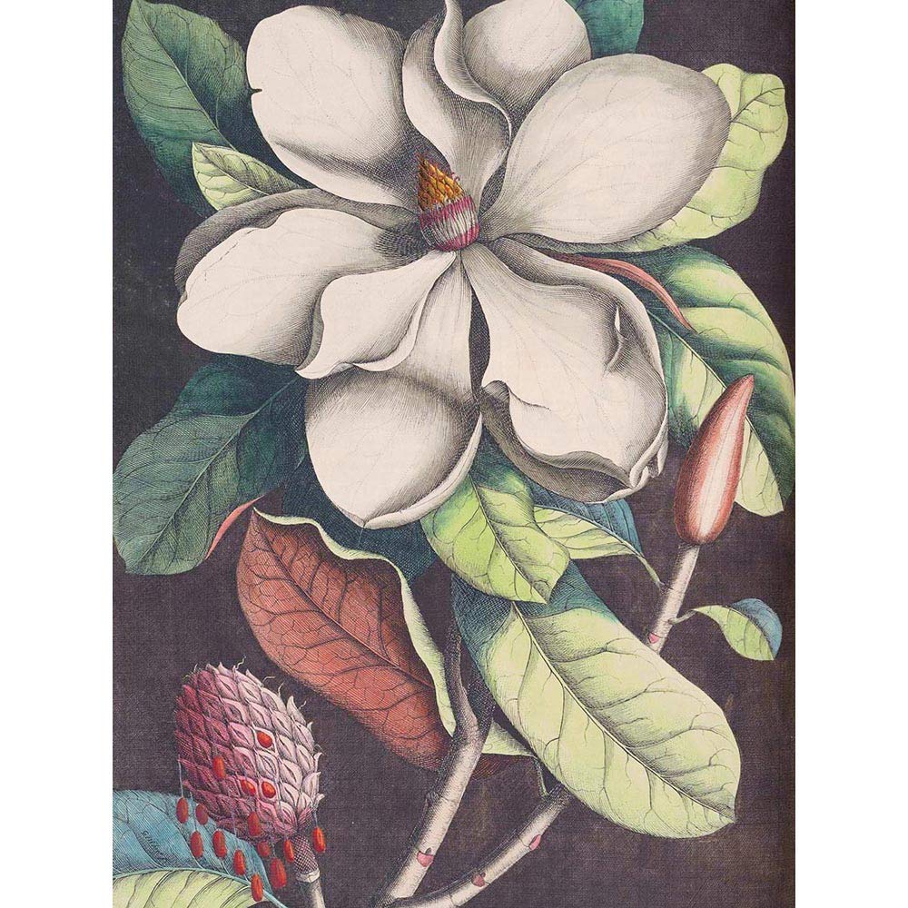 Wee Blue Coo Flower Magnolia Botany Art Print Poster Wall Decor 12X16 Inch