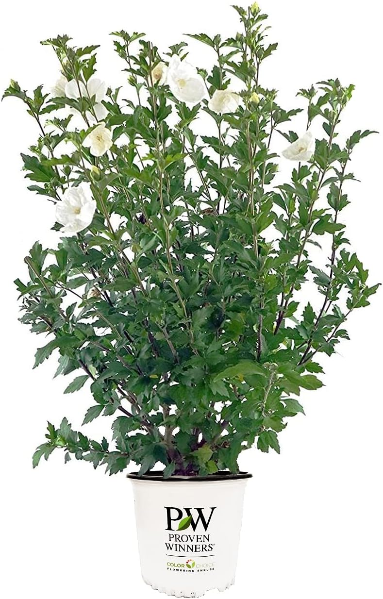 Proven Winners - Hibiscus syriacus White Chiffon (Rose of Sharon) Shrub, White Flowers, 3 - Size Container