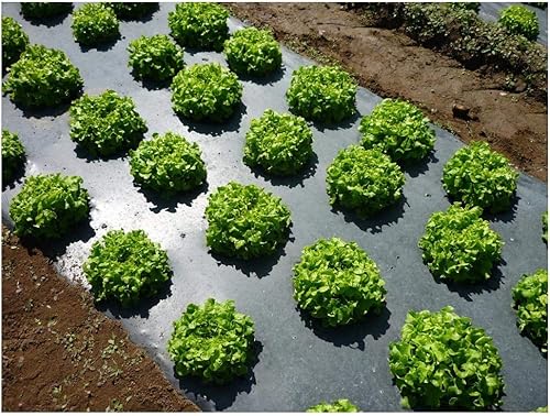 Grower's Solution Mantillo de plástico negro de 4 pies x 100 pies, 1.0 mil en relieve