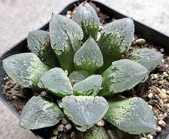 Amazon.co.jp: *. 白帝城 * ハオルシア *. ハオルチア *.多肉植物