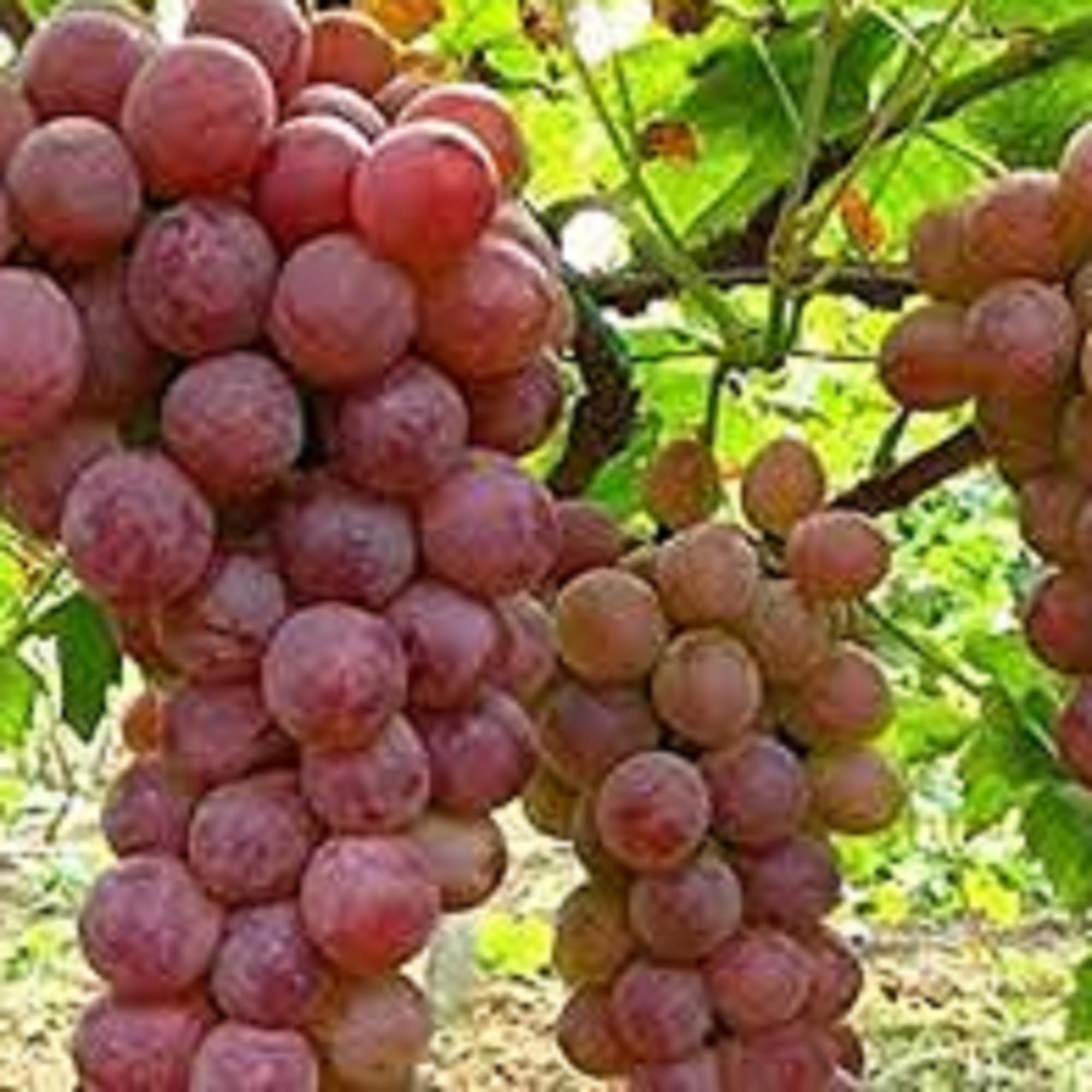 Amazon.com : CHUXAY GARDEN Red Concord Grape Seed 7 Seeds