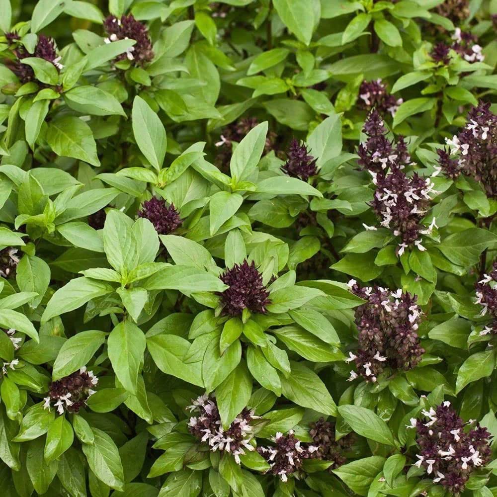 300pcs Annual Basil Seeds Evergreen Herb for Outdoor Garden Planting Has Ornamental Value and Economic Value Loved by People