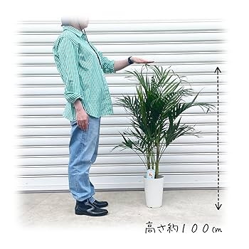 m*n様 耐陰性◎ インテリア向け人気観葉植物【アレカヤシ】大型サイズ 室内南国 Amazon｜観葉植物 アレカヤシ 8号 大型大株 インテリアグリーン