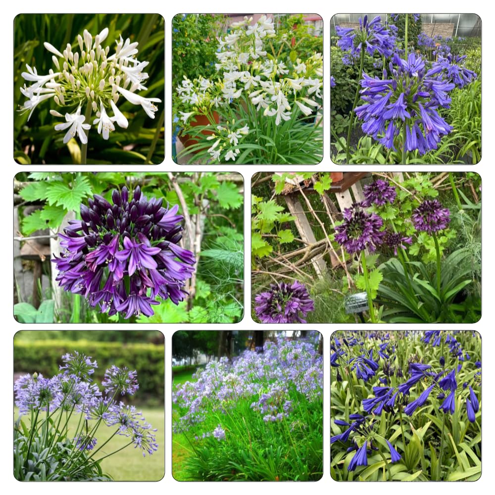 agapanto agapanthus - temprana de invierno 5bulbos