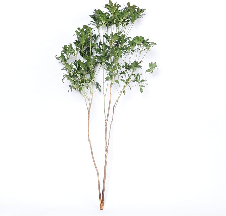 Amazon|【1月15日以降の出荷】花木屋 アセビ 枝もの 枝物 生花 (80cm Amazon|【1月15日以降の出荷】花木屋 アセビ 枝もの 枝物 生花 (80cm