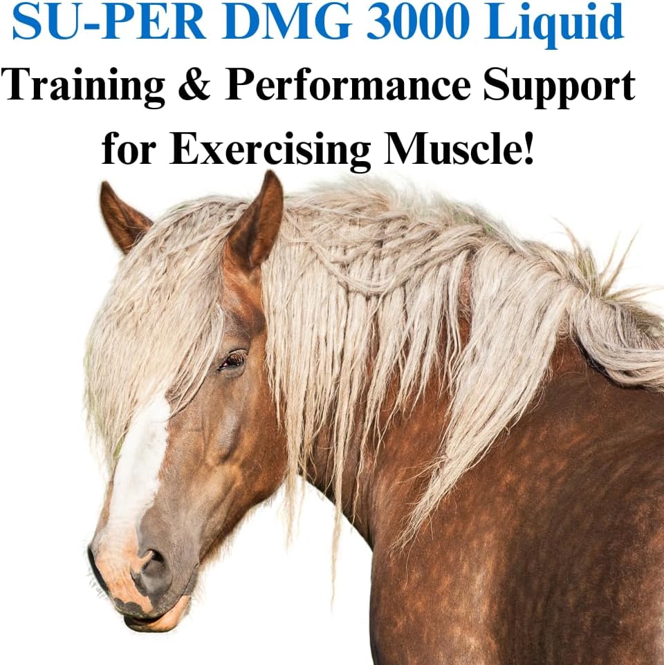 SU-PER DMG 3000 Horse Supplement - Training & Performance Support Liquid - Supports Normal Cardiovascular Immune & Muscle Function - 1 Gallon, 4 Month Supply