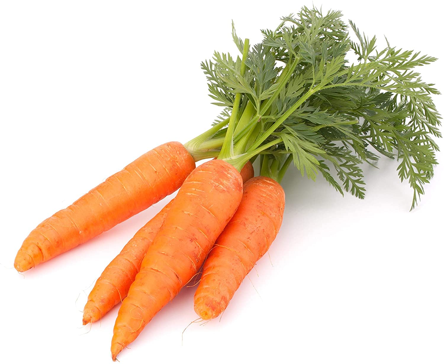 Leafy Tales Carrot Seeds for Kitchen Gardening, 200 seeds (B09BZ1V65R) Amazon Price History, Amazon Price Tracker