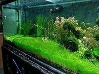 Vista 7 de Marcus Fish Tanks - 3X Dwarf Hair Grass Eleocharis Parvula Live Aquarium Plants Carpeting Plant for Aquatic Freshwater Fish Tank