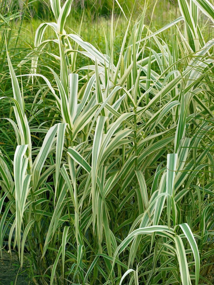 bio saatgut set BIO-Saatgut-Set "Gartengemse"
