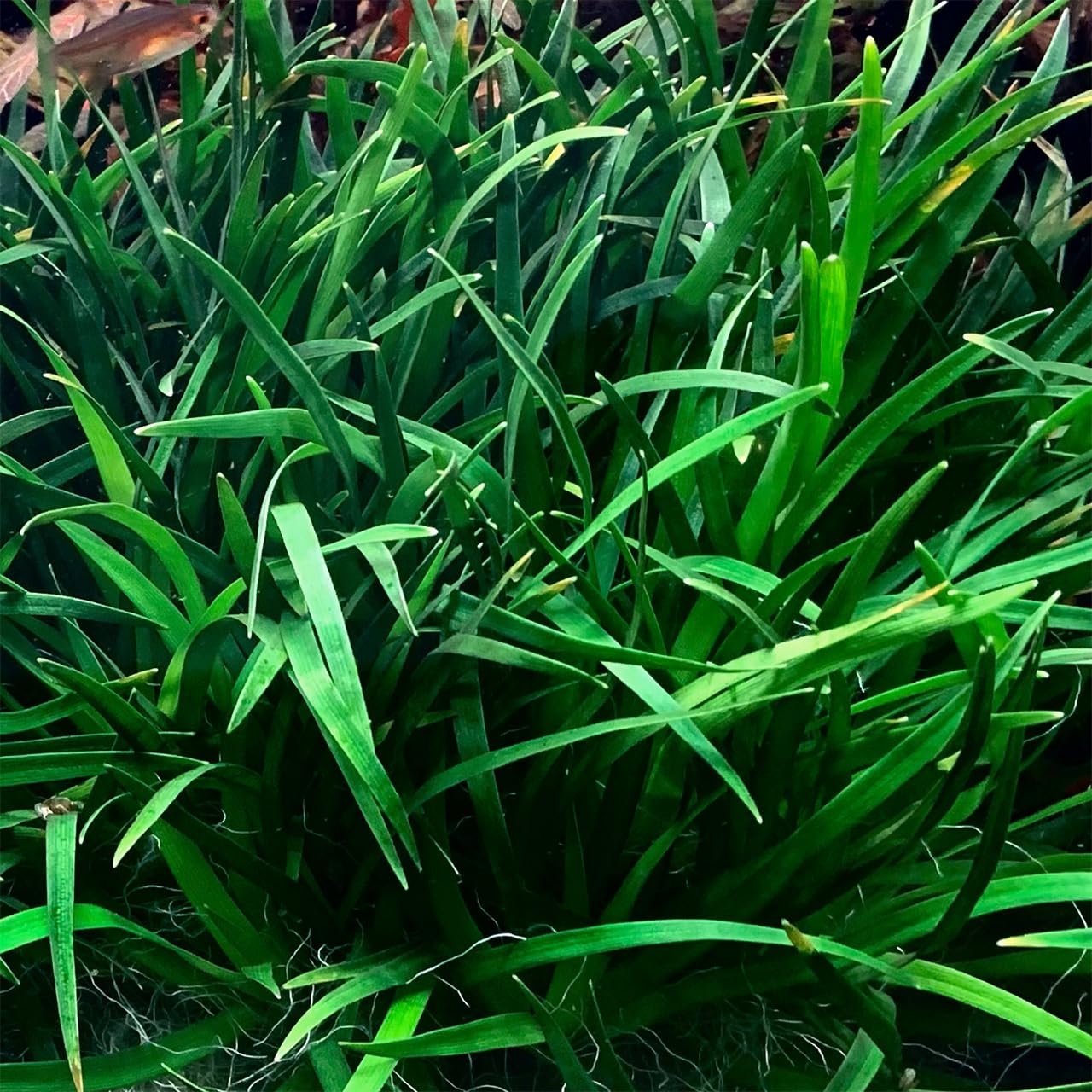 Amazon.co.jp: 水草 水中葉 無農薬 ホシクサ sp. クチ (エリオカウロン