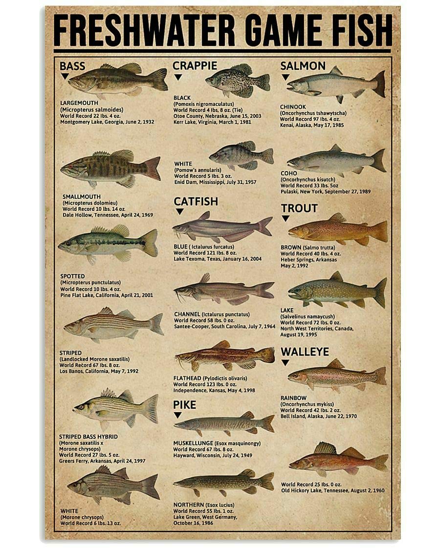 Tnnd Earth Tones Freshwater Game Fish Poster Some Of The Popular Fish For Kitchen Gift For Kid Art Wall Decor Metal Sign Poster 8X12 Inches
