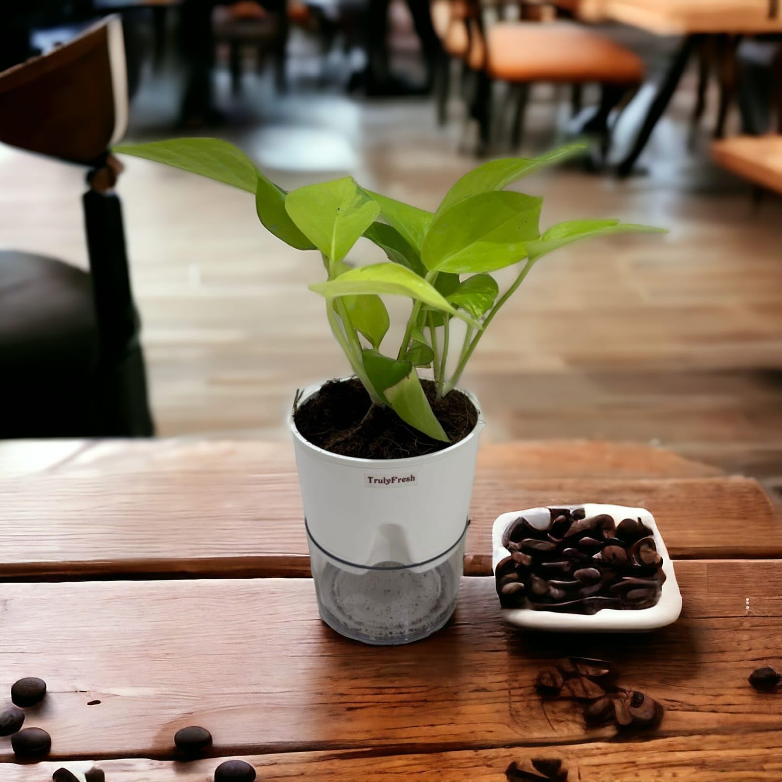 TrulyFresh Money Plant – Indoor Air Purifying Plant with Self-Watering Pot, Ideal for Home & Office Decor, Perfect for Living Room, Bedroom, Kitchen, & Office Table || Golden