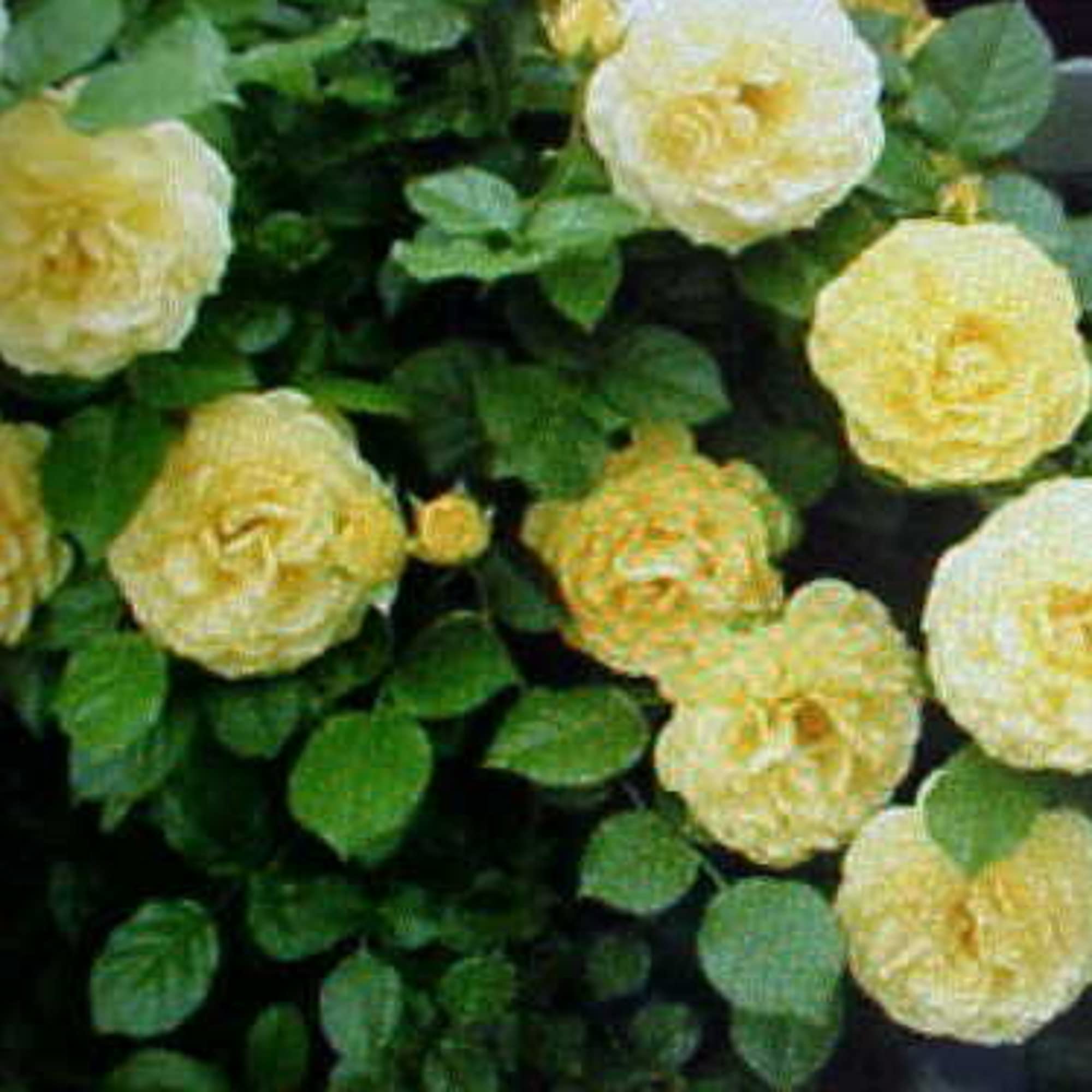 Amazon.com : CHUXAY GARDEN Thornless Baby Yellow Rose Seed 6 Seeds