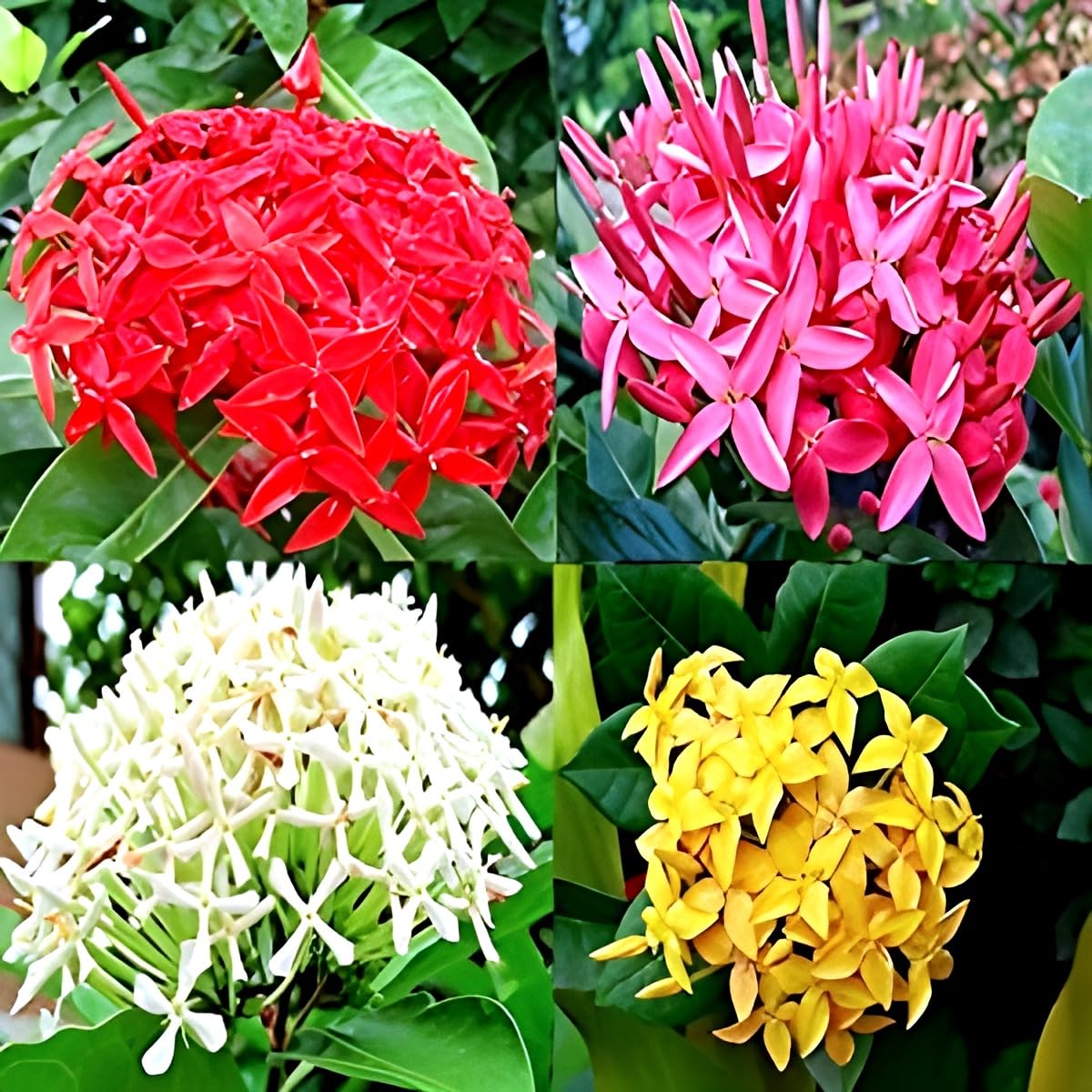 SEILOZBUNIA FARM - Rangan Combo Colour (Red/Yellow/White/Pink) Colour Ixora Coccinea Healthy Live plant Pack of 4 (B0CZRH29ZN) Amazon Price History, Amazon Price Tracker