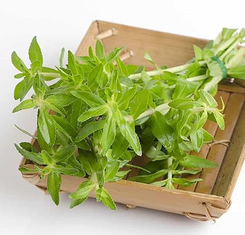 150 semillas aromáticas de limnophila arroz, hierbas Rau NGO Om Seeds Rau NGO Ma Om Seeds para plantar