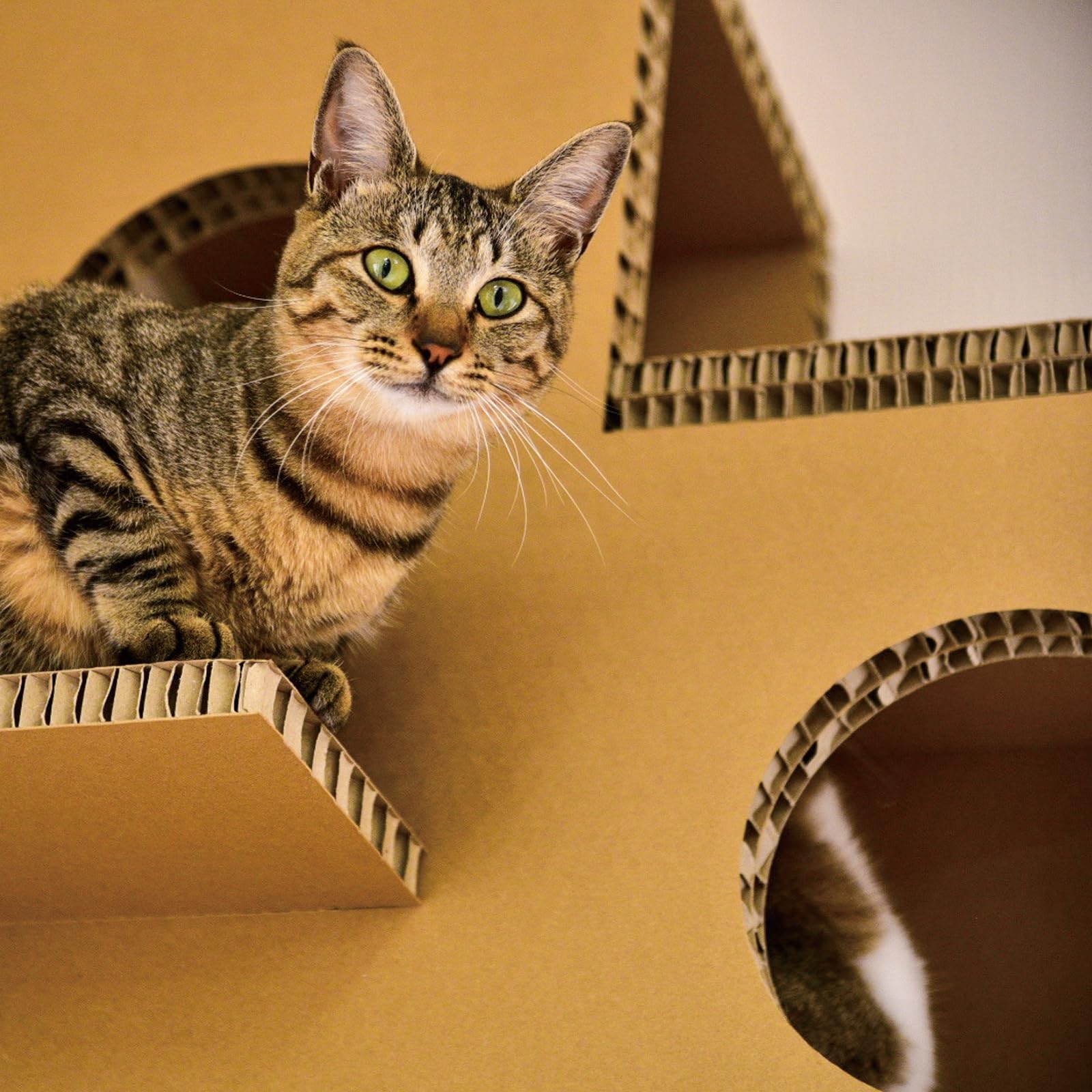 Amazon | 東濃コアー株式会社 【にゃんぐるタワー】 軽量 簡単組み立て