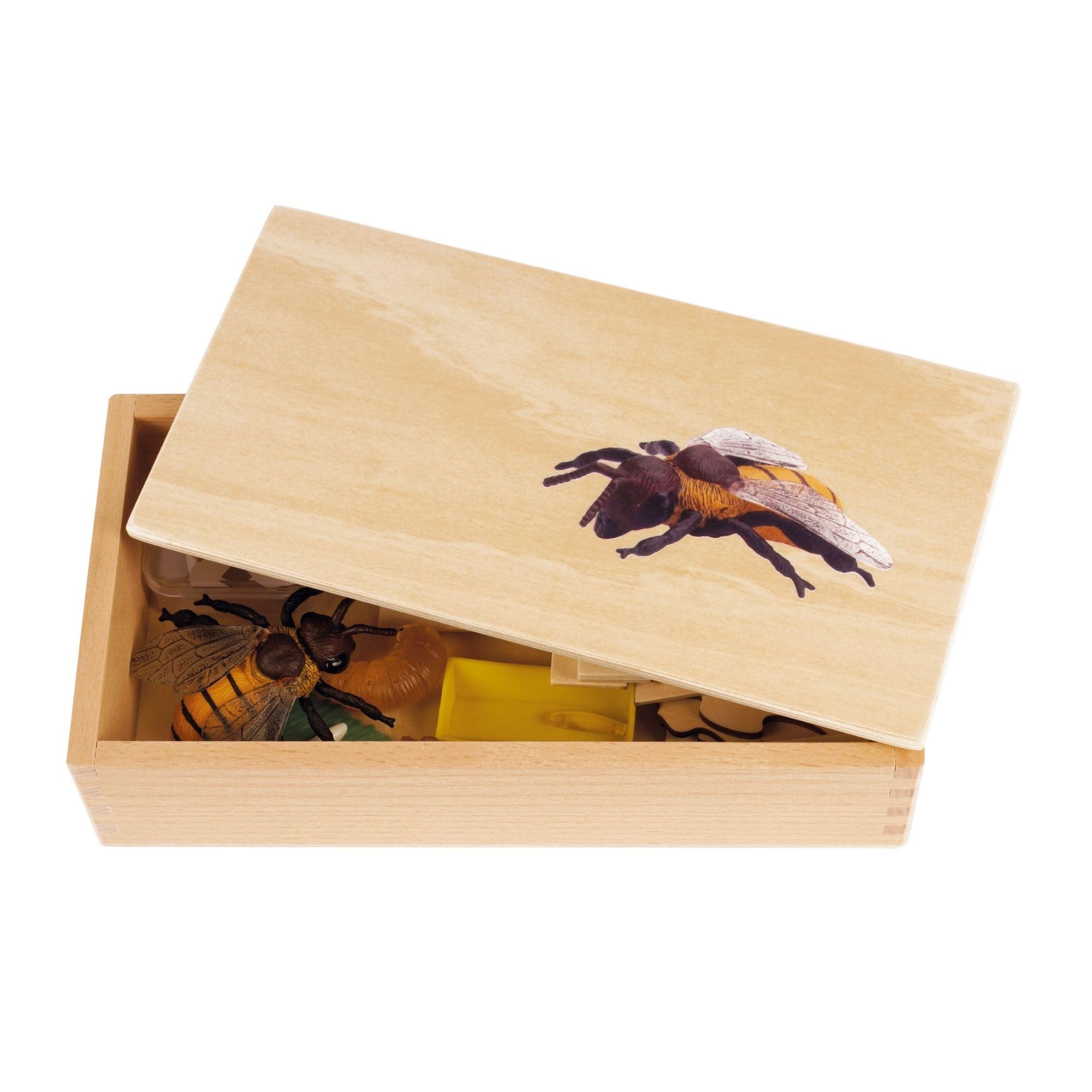 TimeTEX - Lebenszyklus einer Honigbiene | In Holzbox "Montessori Premium" | Zur Veranschaulichung des Entwicklungsprozesses einer Honigbiene | Maße der Holzbox: 23,1x12,1x5,6 cm