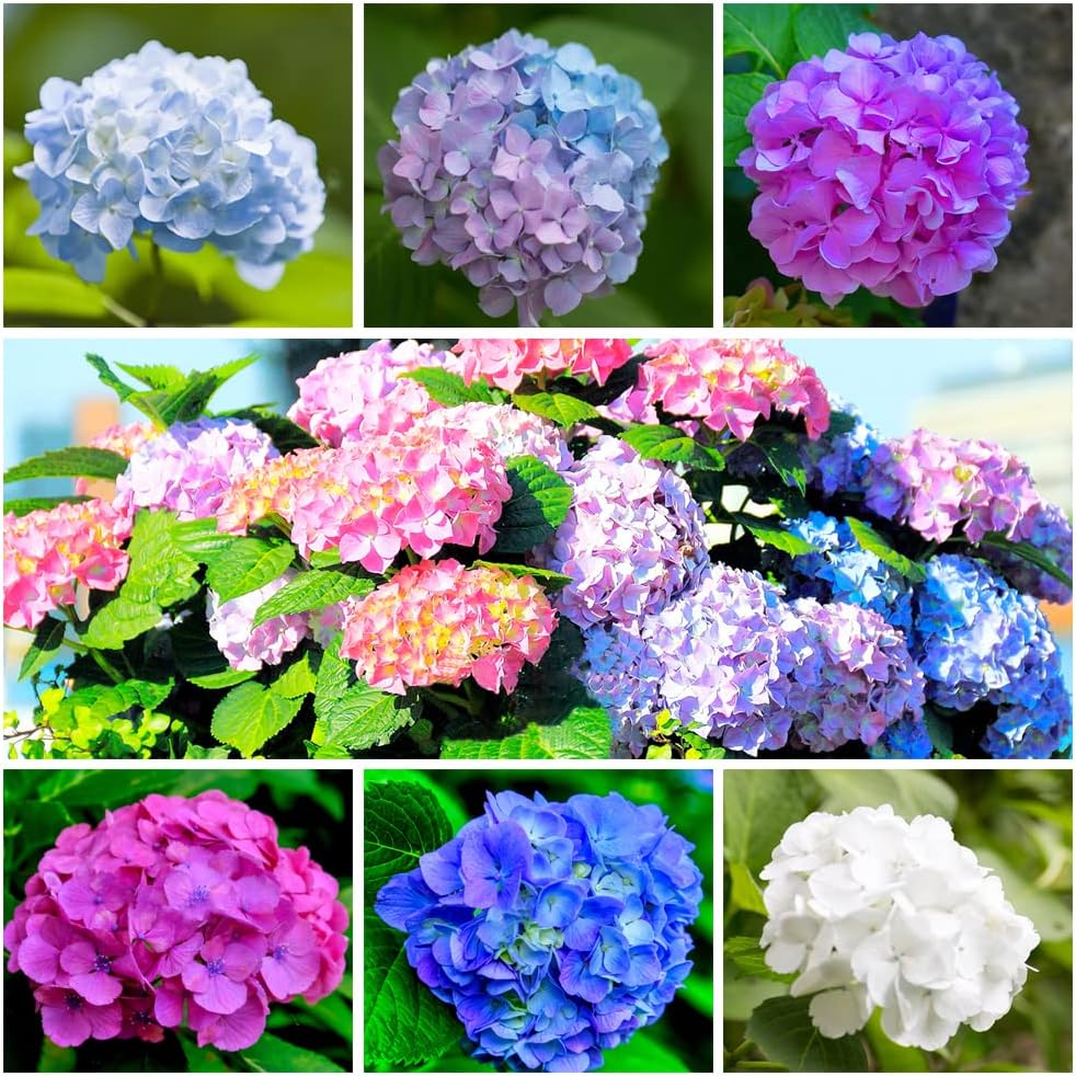 60+ Mixed Color Hydrangea Seeds for Planting, Hydrangea macrophylla Giant Snowball