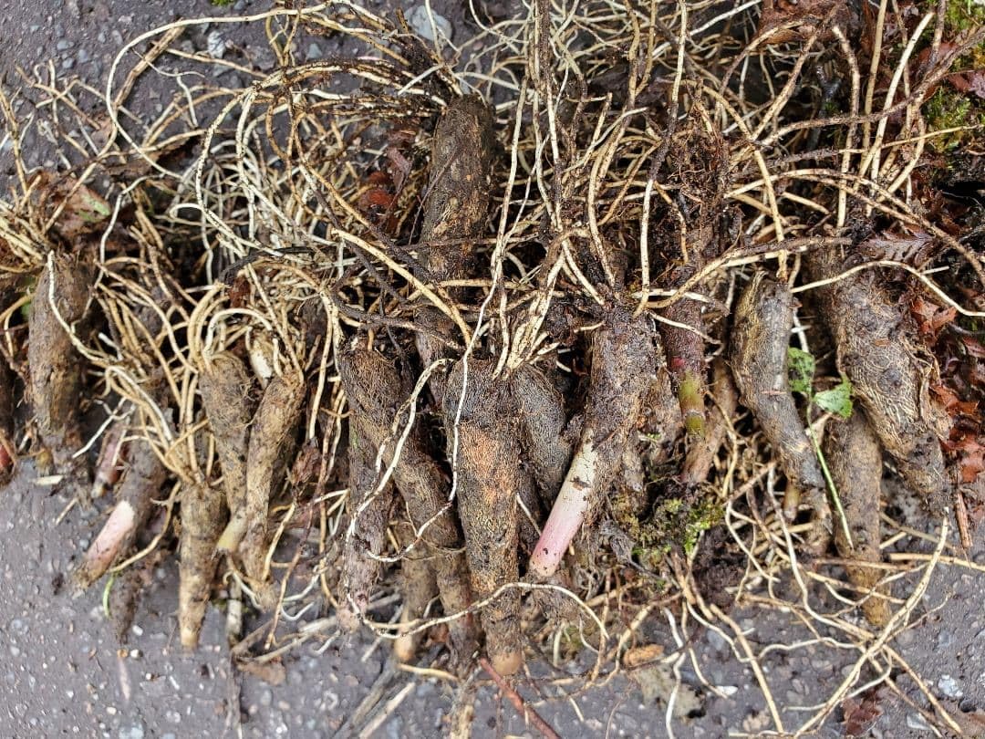 行者にんにく苗 200本 北海道産天然　根付き苗 Amazon.co.jp: 北海道産 行者にんにく根苗 20本 : DIY・工具・ガーデン