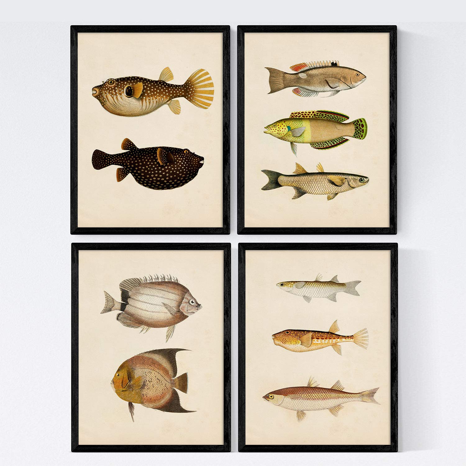 Nacnic 5 Set 4 Sheets Of Fish Vintage Colorful Effect. Bengal. Composition Of 10 Different Fish In A4 Size, Vintage Background Old Paper Poster Paper 250 Gr