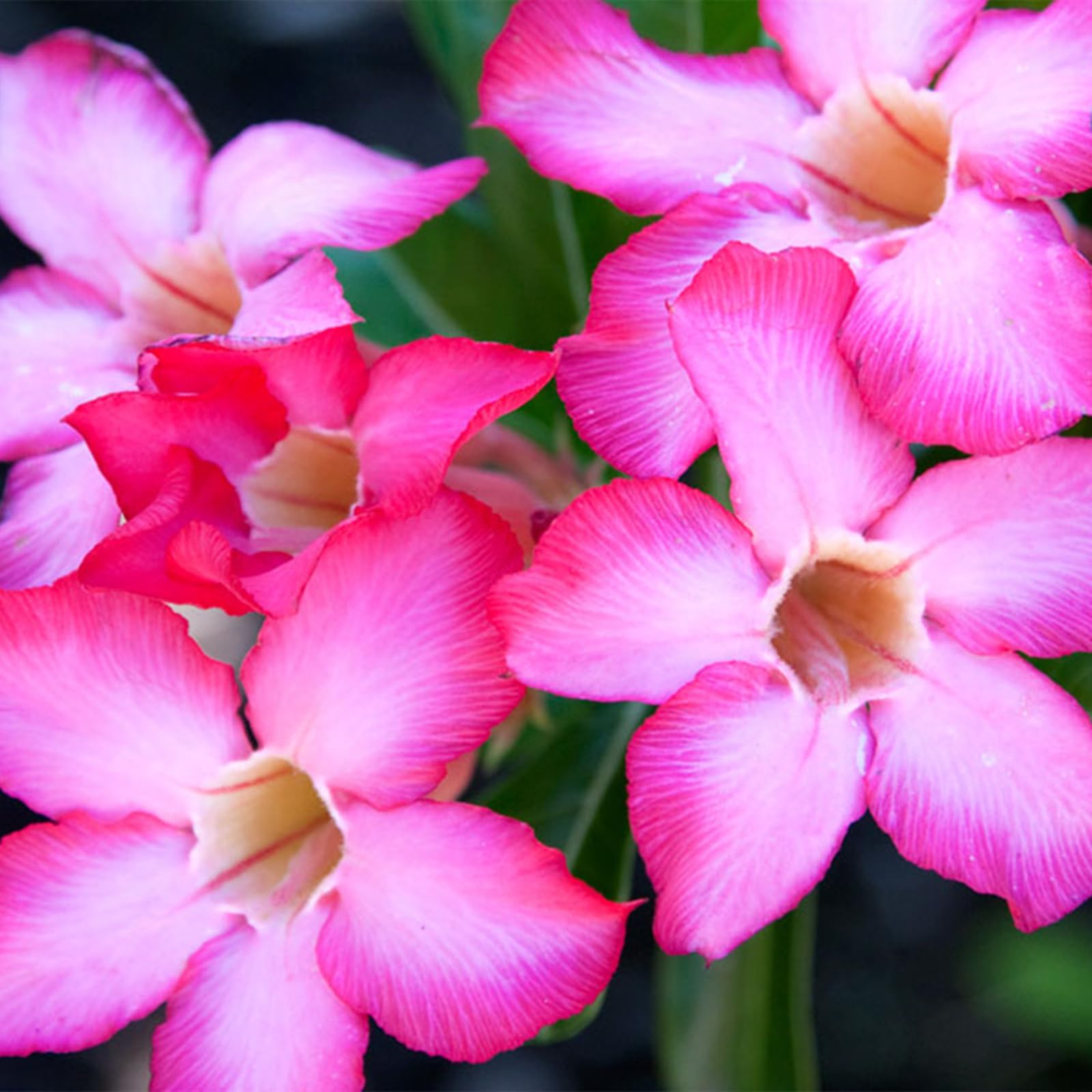 Desert Rose Plant Live, Plants/Rhizome/Ornamental/Resistant/Bedding/Desert Rose Bulbs, Desert Rose Strong Plan, Desert Rose Easy to Plant, Suitable, Gorgeous, Desert Rose Plant Bulbs,-4Bulbs-B
