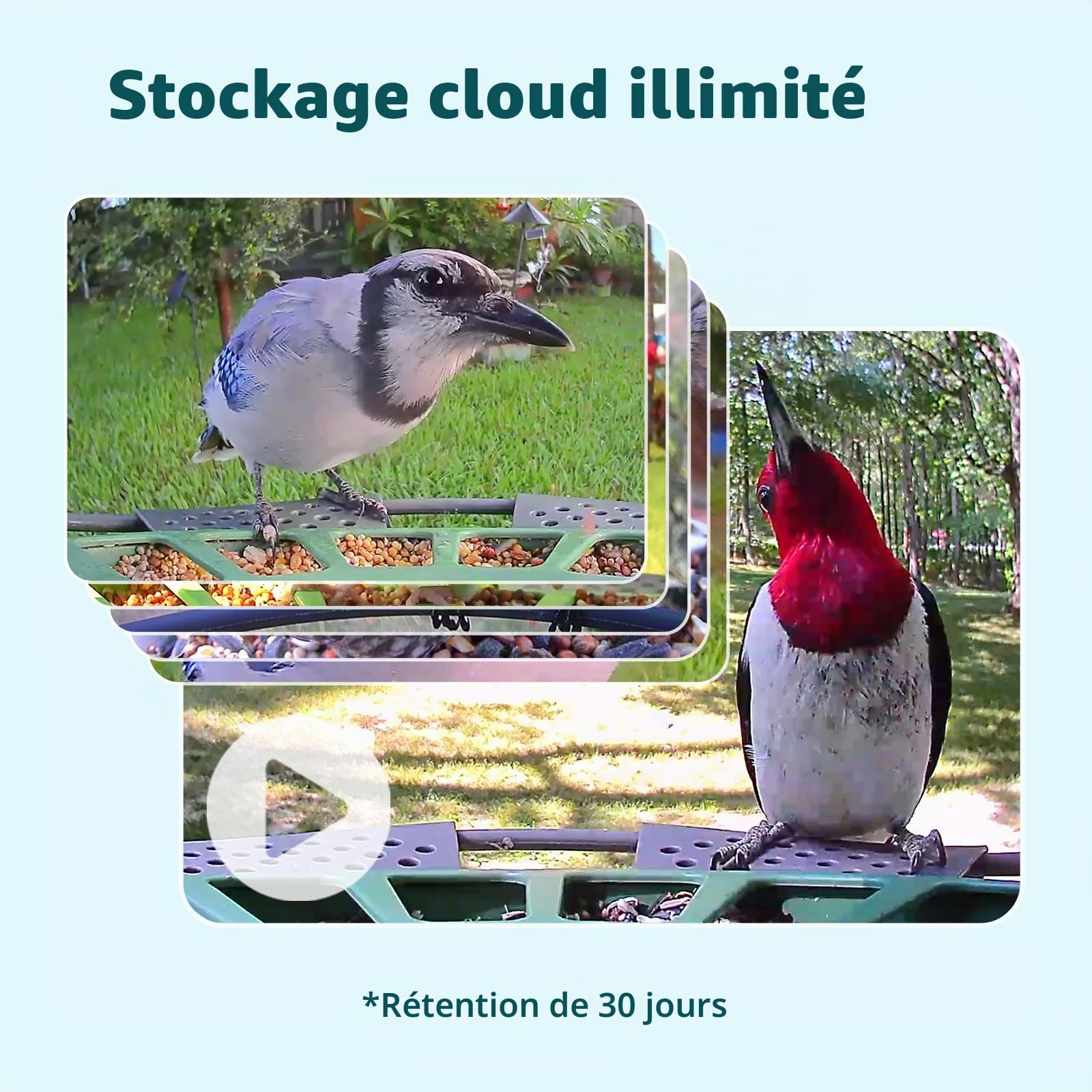 Birdfy Feeder 2 Mangeoire à Oiseaux avec Caméra et Panneau Solaire, Caméra d'observation des Oiseaux, Identification Automatique, Alerte, Capture vidéo d'oiseaux, Mangeoire Oiseaux Exterieur