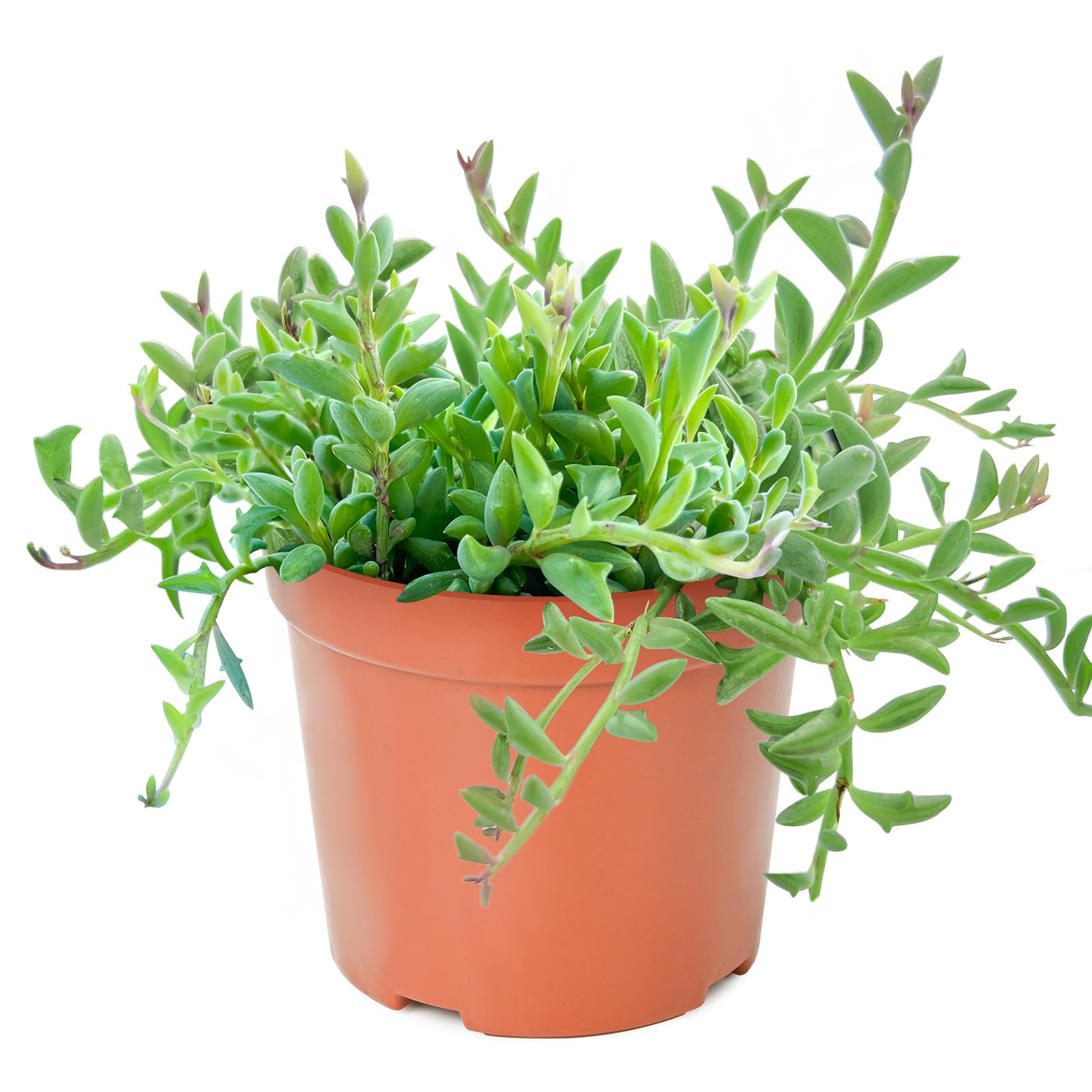 String of Dolphins in 4 inch Nursery Planter, Live Succulent Plant Fully Rooted in Pots with Soil, Rare House Plant for Home Office Wedding Decoration