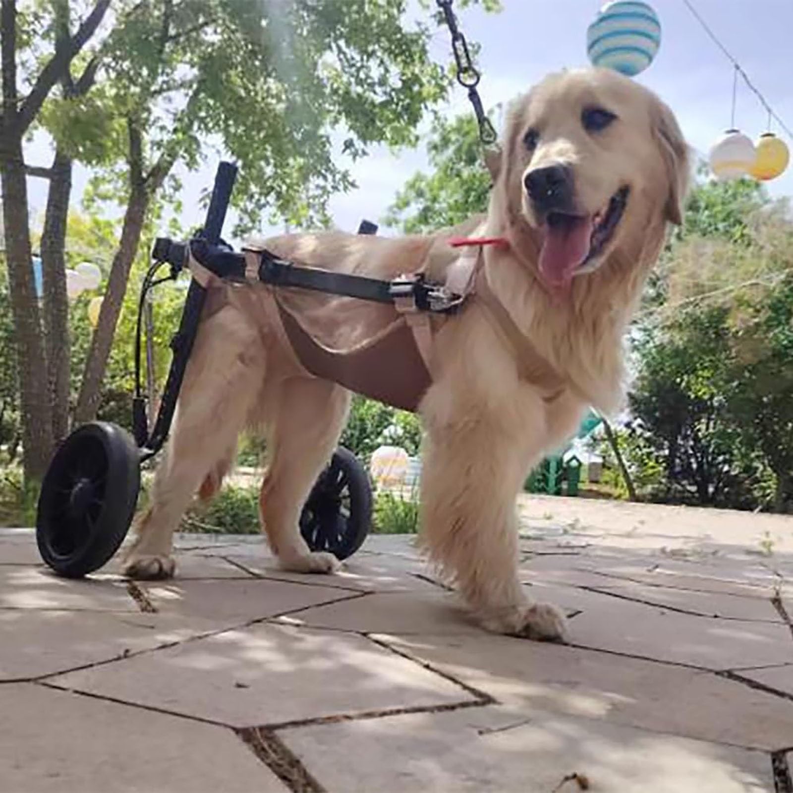Amazon.co.jp: 大型犬用犬用車椅子、調節可能なペット用移動カート