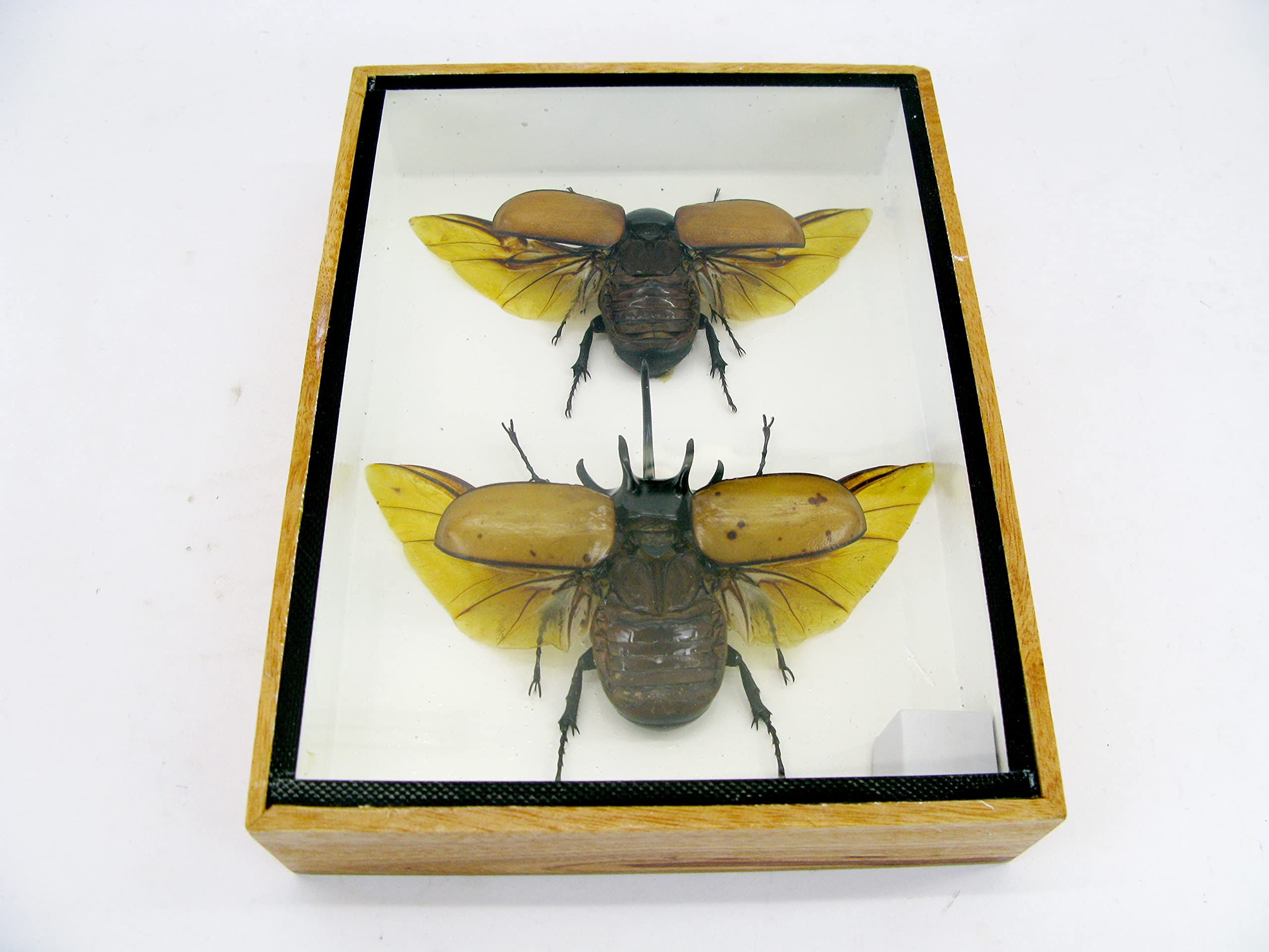 Véritables insectes magnifiques dans une vitrine 3D – Tableau mural encadré – Taxidermie – Entomologie – (2 x Eupatorus gracilicornis M&F ouverts en haut)