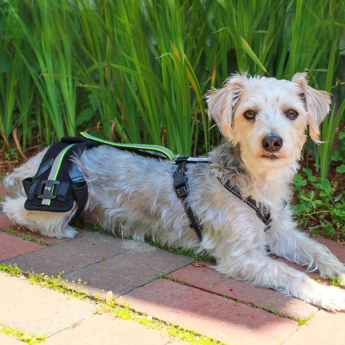 Walkin' HipEEZ Dog Hip Brace Support Harness System Provides Joint