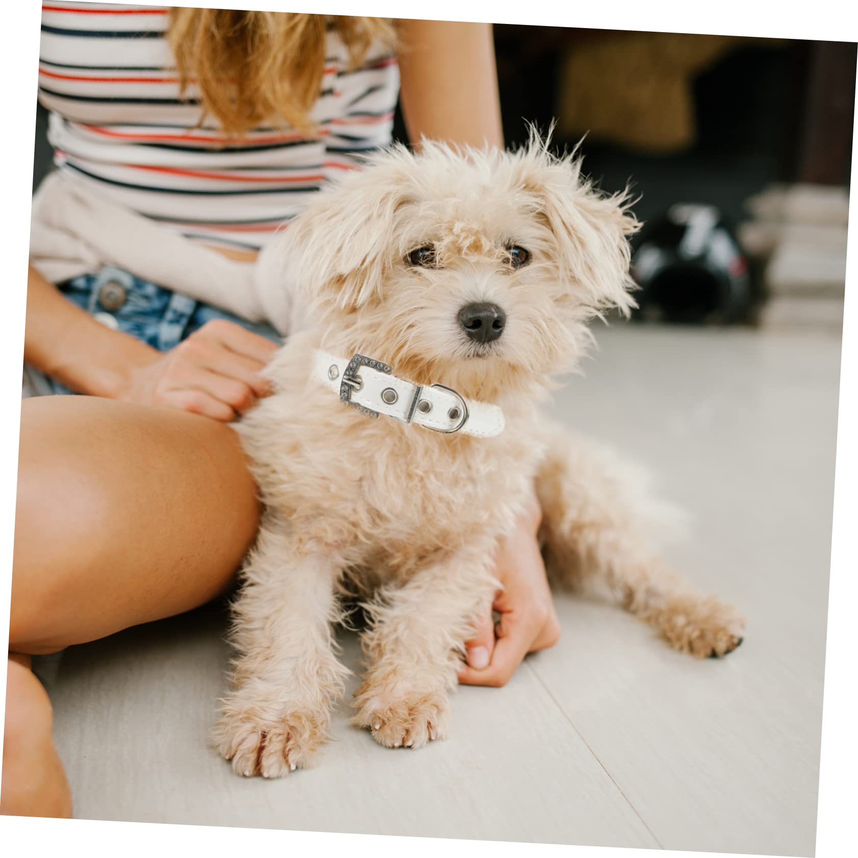 minkissy 6piezas Collar y Ajustables para Perlas Juego para Cachorros para Paseos y Color