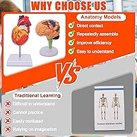 Vista 6 de Wadoy Conjunto de modelos de anatomía humana, cerebro, cuerpo del torso humano, corazón, modelo de esqueleto, modelos de anatomía para estudiantes