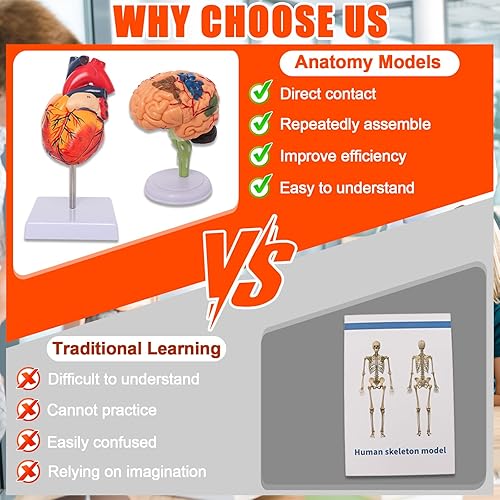 Miniatura 6 de Wadoy Conjunto de modelos de anatomía humana, cerebro, cuerpo del torso humano, corazón, modelo de esqueleto, modelos de anatomía para estudiantes
