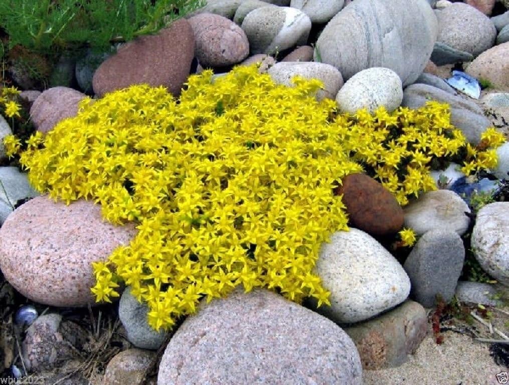 Sedum-acre Golden Carpet, Yellow Stonecrop Ground Cover Flower Seeds- 500 Seeds