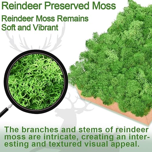 Miniatura 6 de TCYPUHL Musgo de reno verde oscuro de 3.5 onzas, musgo preservado para plantas, decoración de musgo, musgo verde para manualidades, musgo para