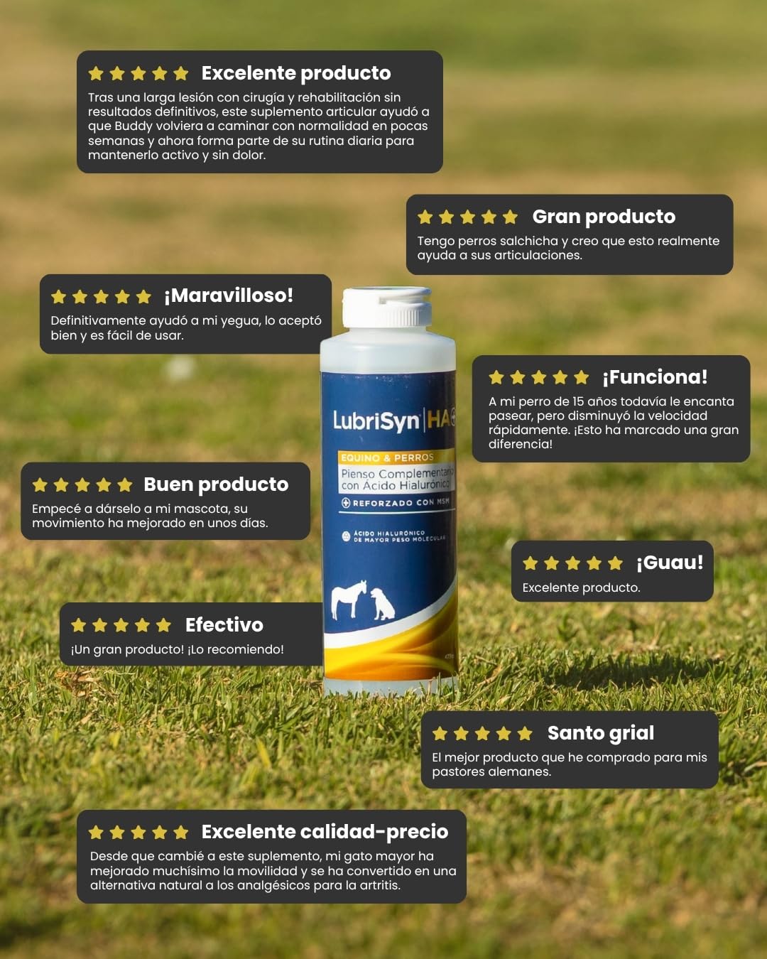 MSM 473ml – Suplemento Articular Líquido para Perros – Ácido Hialurónico Alta Absorción – Movilidad, Flexibilidad y Cuidado del Cartílago – También Apto para Gatos y Caballos | Ácido Hialurónico Alta Absorción, Movilidad y Flexibilidad, Cuidado del Cartíl