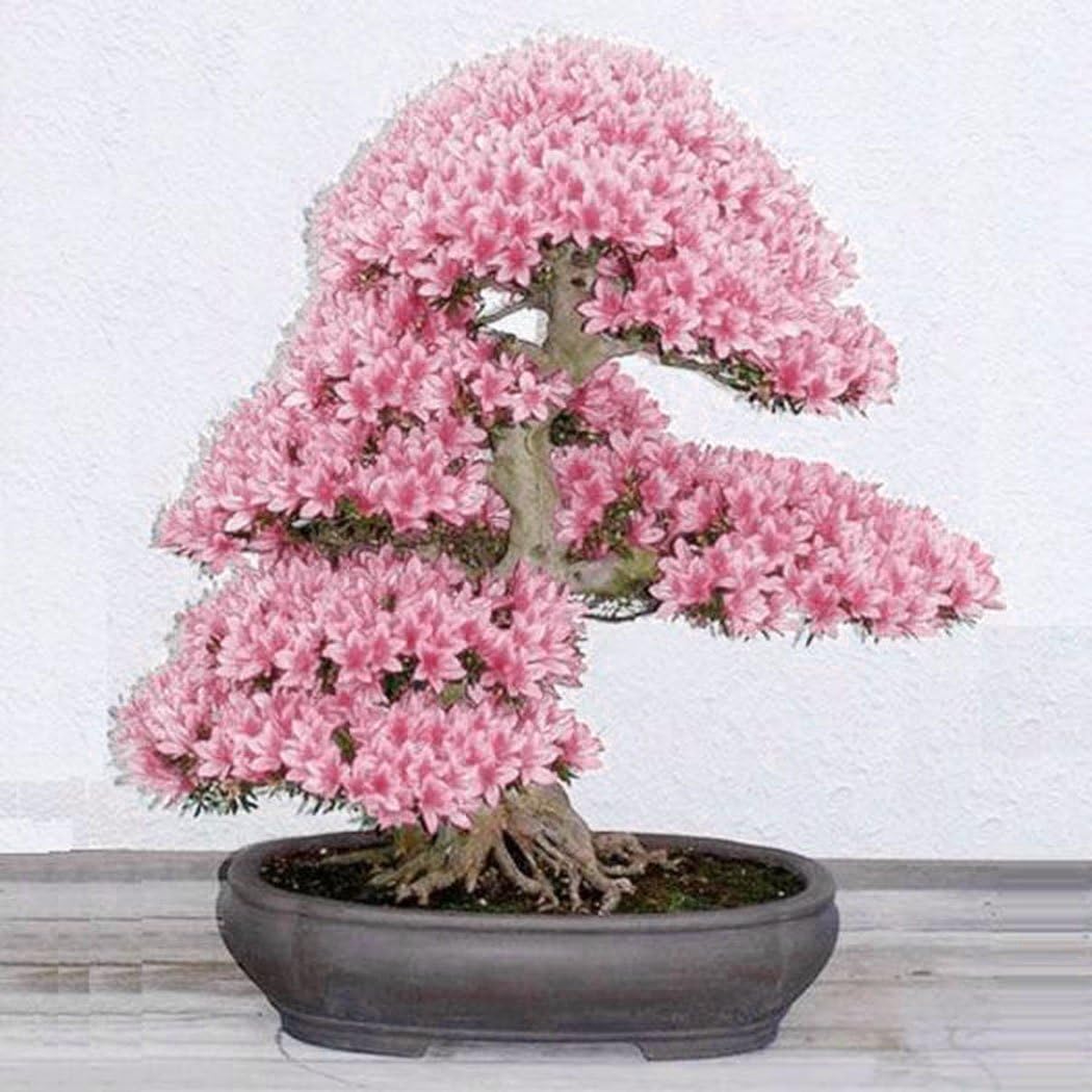 Yukio SEED CORNER - Rare 10pcs Japanese Cherry Blossom Tree Sakura Bonsai, Prunus serrulata Tree Seed, Hardy Perennial Vegetable Seeds