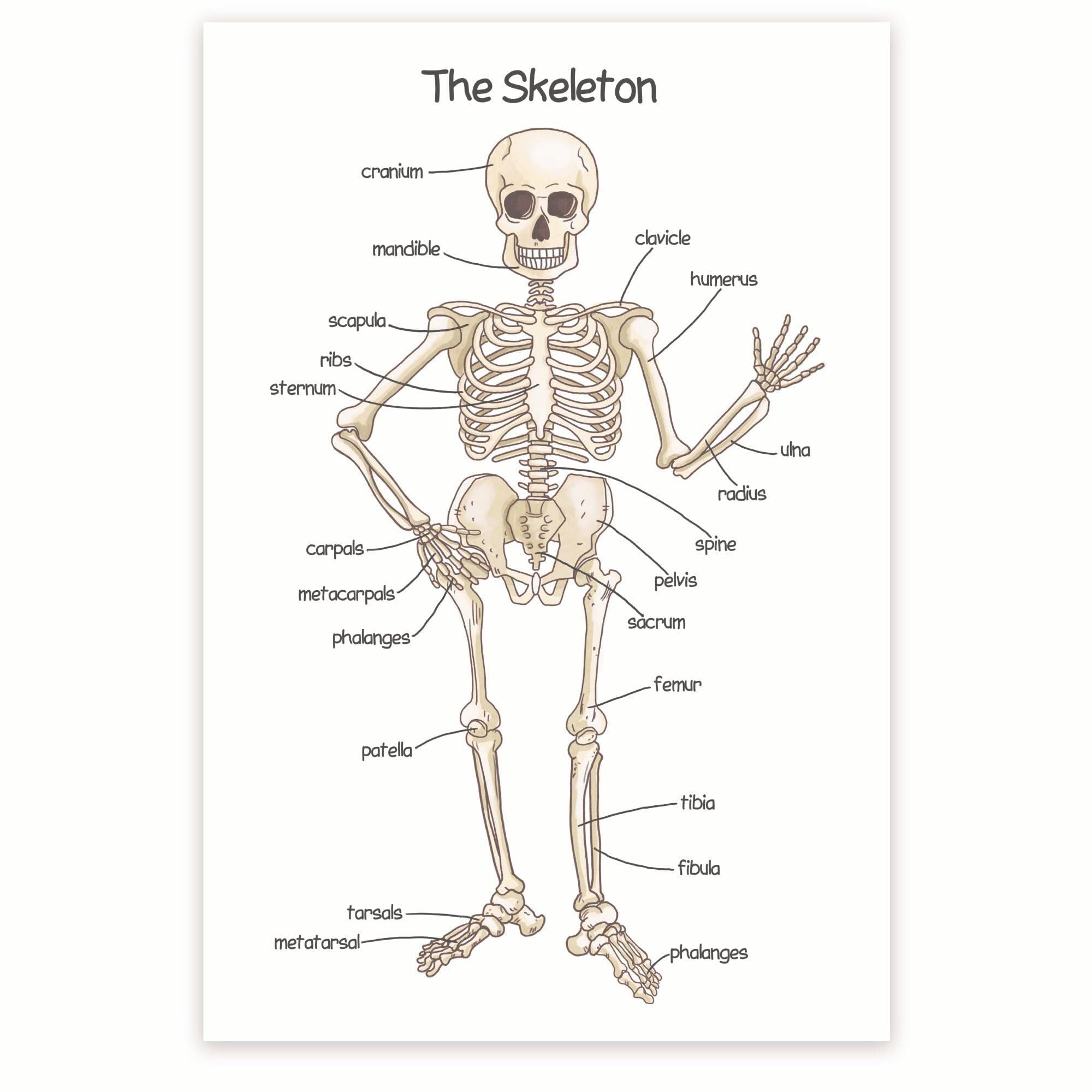 JRBJWYVV Skeletal System Anatomy Chart - Human Bone Structure Detailed Poster - Educational Wall Decor for Doctor Office, Physical Clinic, Classroom(Unframed,16x24inch(40x60cm))