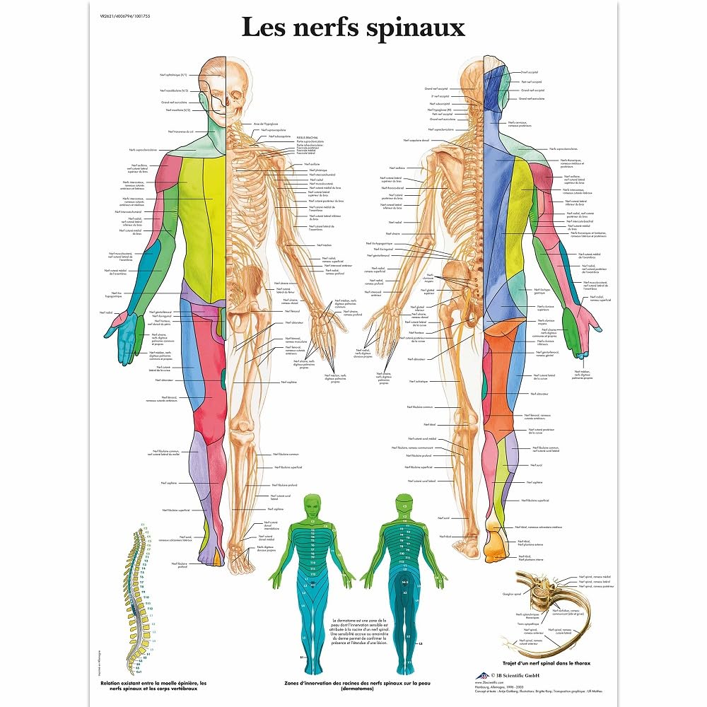 3B Scientific VR2621UU Anatomical Chart "Les Nerfs Spinaux", Paper Version