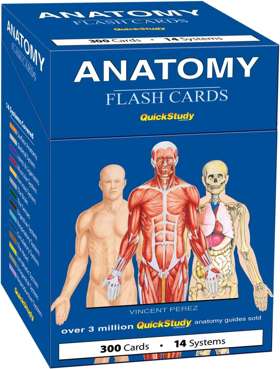 Anatomy Flash Cards
