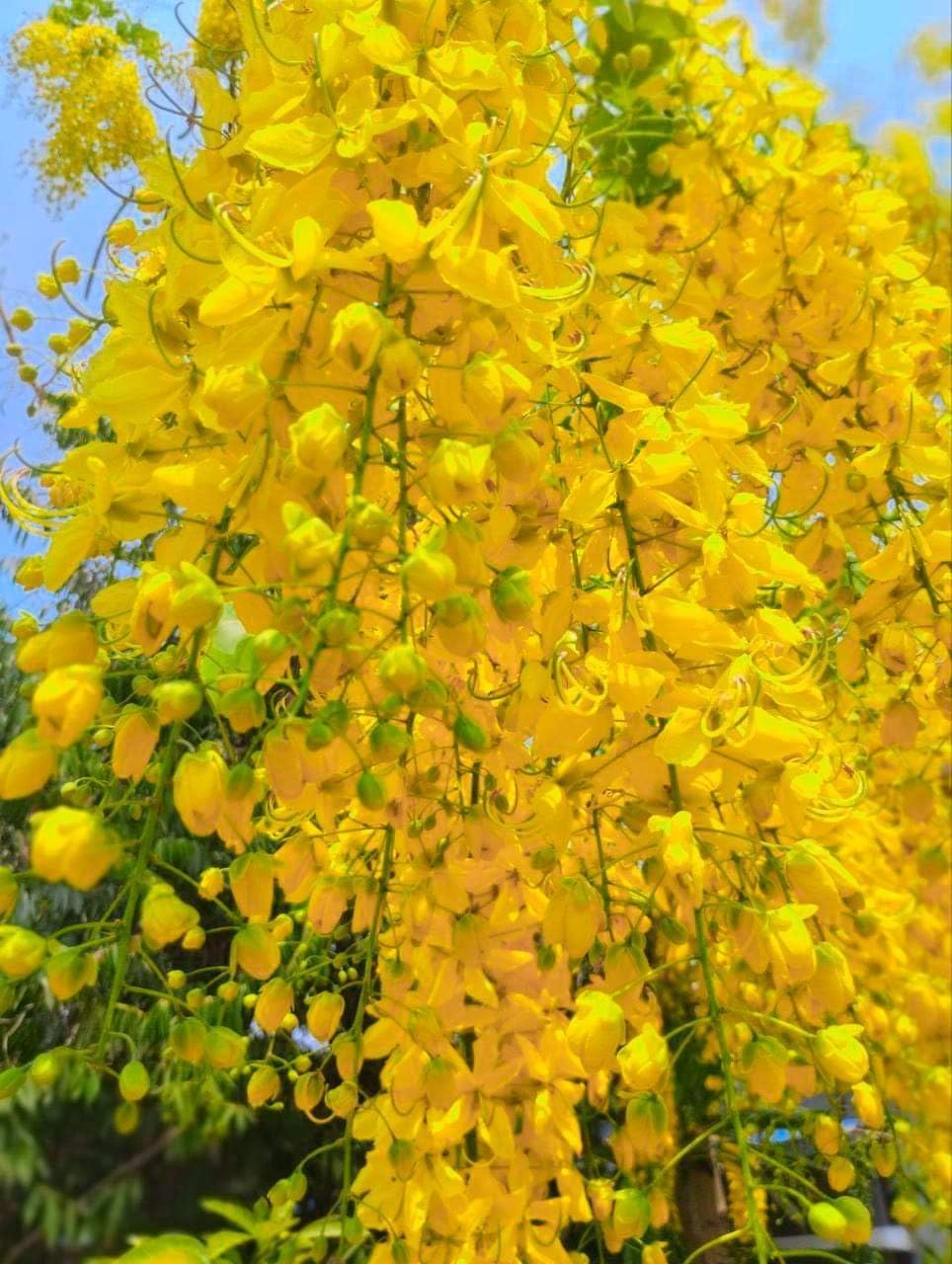 Dwarf Kanikonna Tree – Golden Shower (Cassia Fistula) | Rare Live Plant for Outdoor Spaces, Balcony, or Lawn-image-3