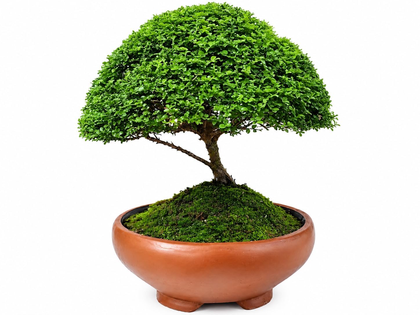 Table Kamini Bonsai Style Live Plant with Pot | Murraya Paniculata Natural Oxygen Plant | Decorative Indoor Houseplant for Living Room, Office Desk & Tabletop Display | Pack of 1-image-25