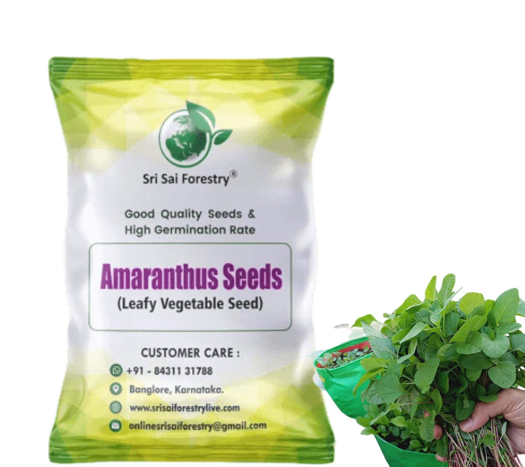SRI SAI FORESTRY Green Amaranthus Seeds for Home Garden (Pack of 3000 Seed) Terracy Garden | Amaranth Leaf Chawli Chaulai Thotakura Dantu Harive Soppu Sirukeerai Amarant Vegetable Seeds (B0C3W9S3CL) Amazon Price History, Amazon Price Tracker