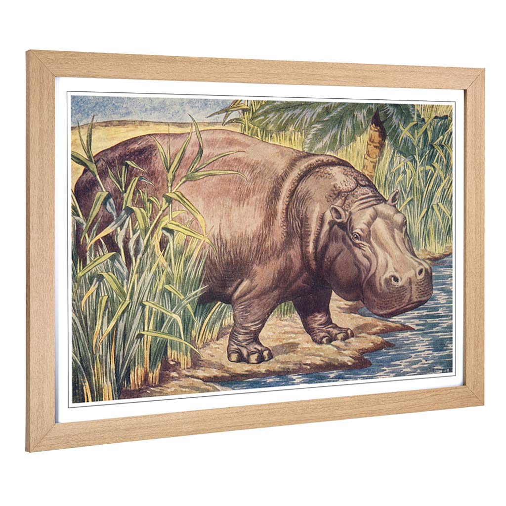Big Box Art Framed Print of Vintage Percy J Billinghurst Hippopotamus Design | Wall Art Picture | Home Decor for Kitchen, Living Room, Bedroom, Hallway, Oak, A2 / 24.5x18 Inch / 62x45cm