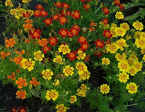Miniatura 3 de Semillas Caléndulas de Interior Mezcla Mexicana Tagetes Flores Anuales Sin OGM