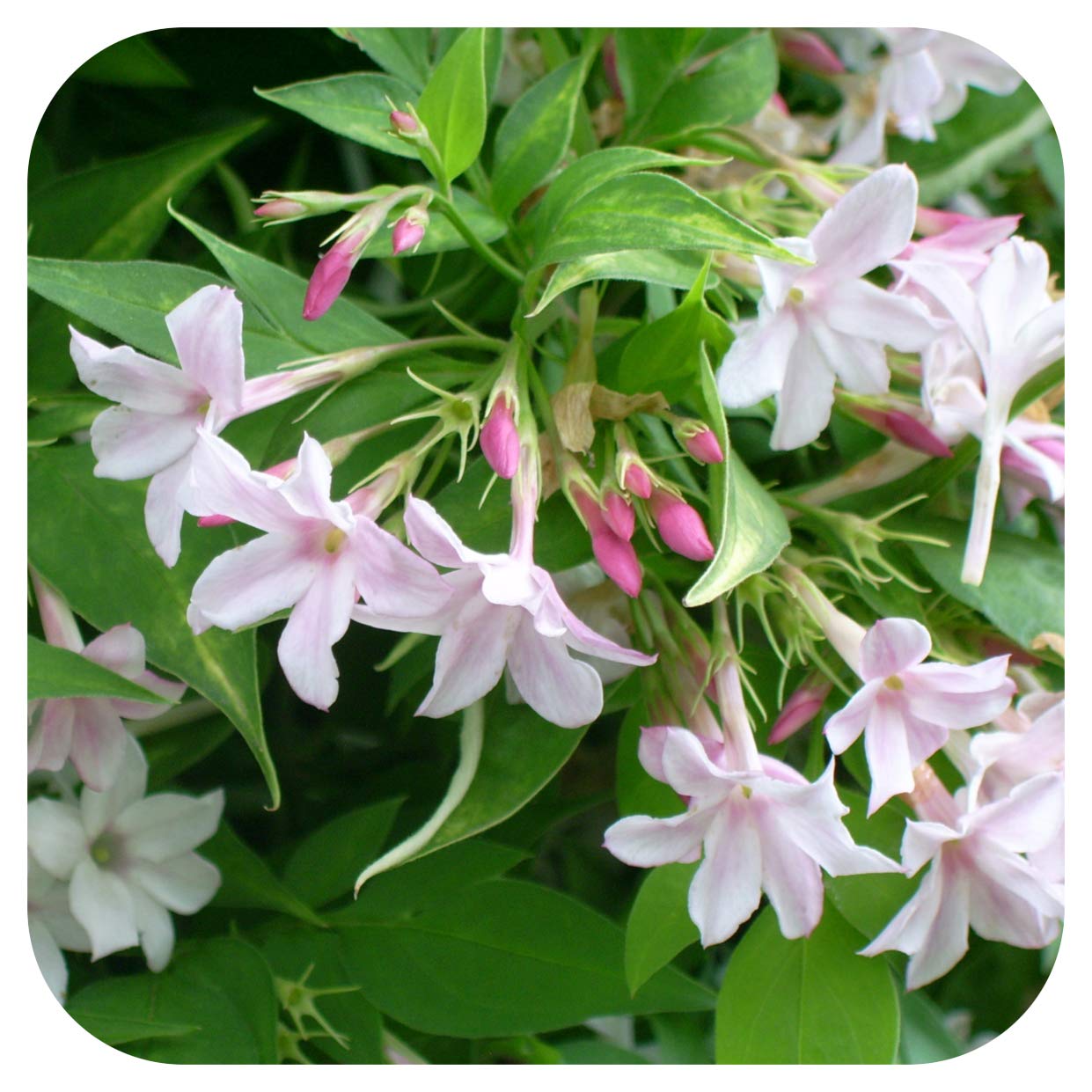 Jasmine Stephanese (Jasminum) Plug Plant by Plug Plants Express Limited