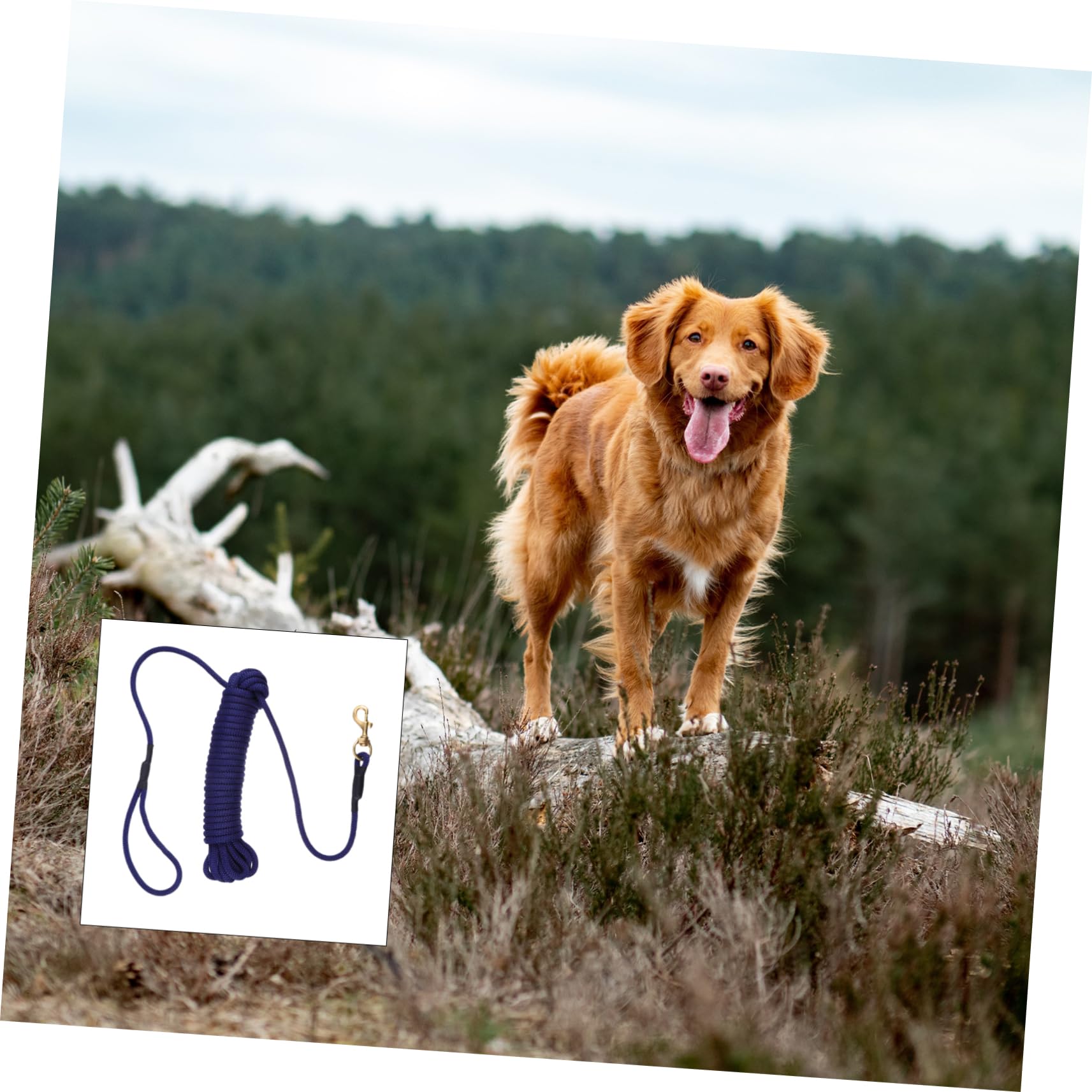 Guinzaglio lungo Addestramento per Cani, Blu, Polipropilene | Gancio, per Corsa e Outdoor, per Pet e Cani, Presa Robusta e Comfort, Facile da Fissare