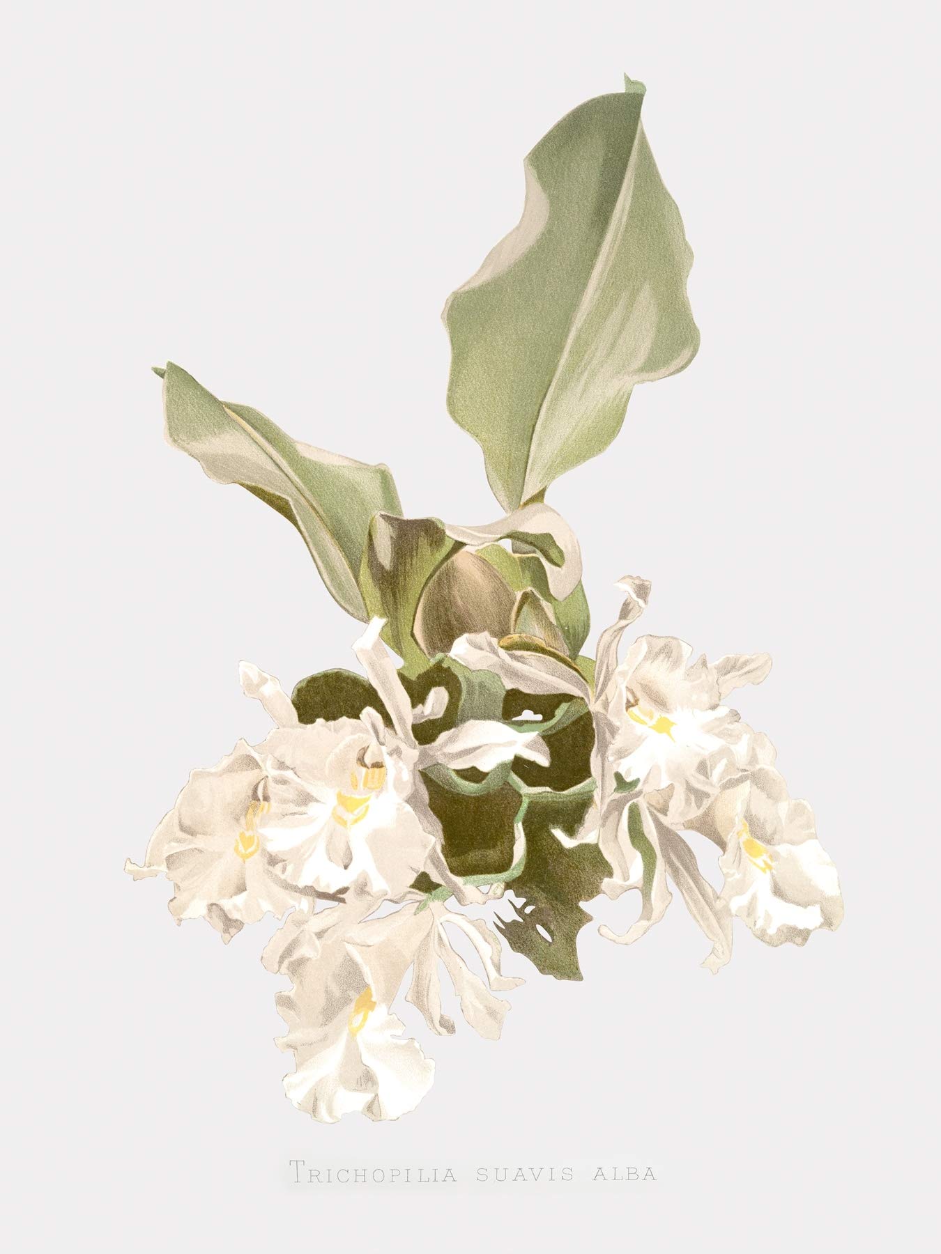 Amazon.com: LIVESTOCK Trischopilia Suavis Alba - The Soft
