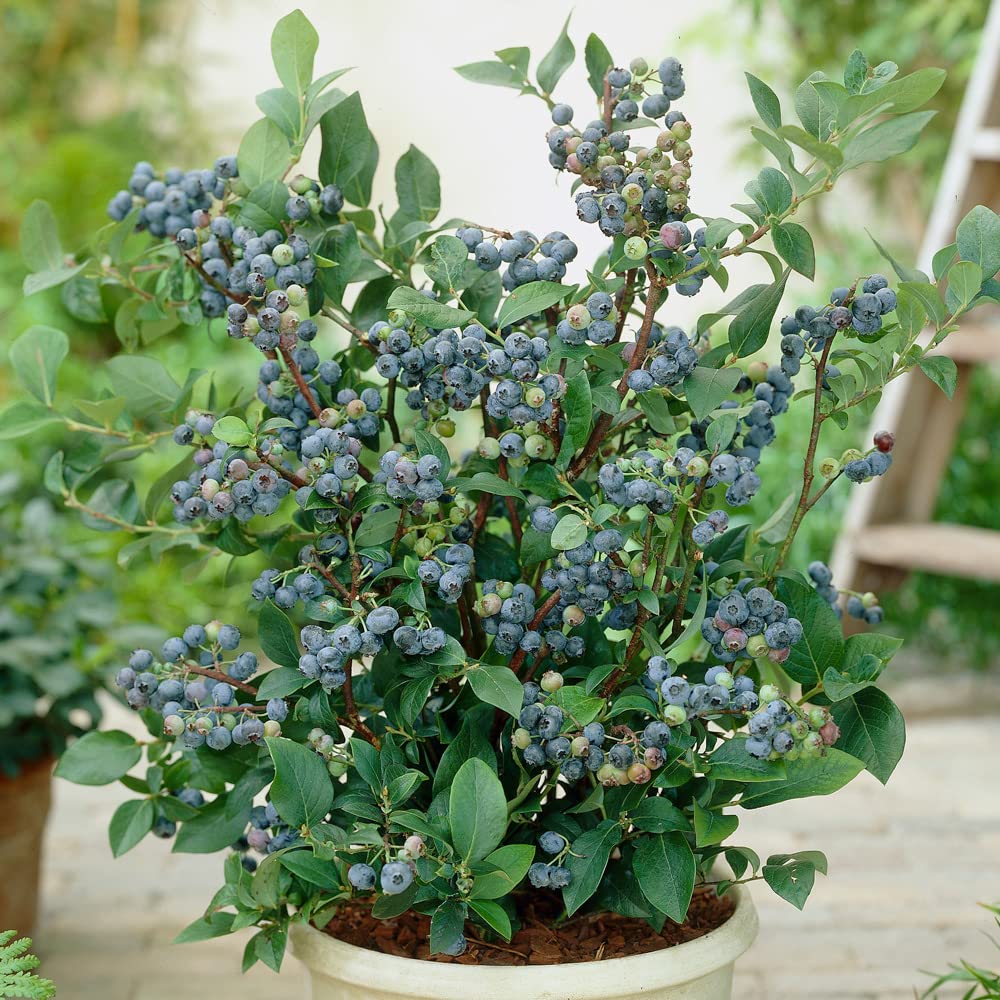 You Garden - 3 x Blueberry Plants in 9cm Pots 'New Hanover', Ozark Blue', Blueray' with 3 x 8' Alhambra planters - Ready to Plant Out Blueberry Plants for Gardens 3 Varieties