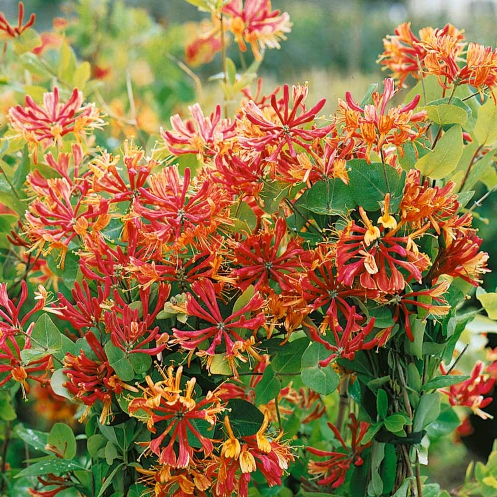 GardenersDream Lonicera Gold Flame - Flammen-Geiblatt Winterhart -  Kletterpflanzen Winterhart Gelb-Rot - Balkon Pflanzen Duftend : Amazon.de:  Garten